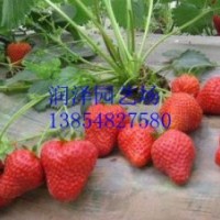 泰安草莓苗，優(yōu)質(zhì)草莓苗就選泰安潤(rùn)澤園藝場(chǎng)