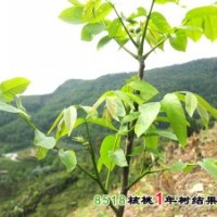 3-10公分蘋(píng)果樹(shù)，梨樹(shù)，核桃樹(shù)，山楂樹(shù)，柿子樹(shù)
