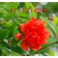 供應牡丹石榴苗