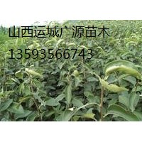 柿子樹出售、2-3公分柿子樹、價格優(yōu)惠