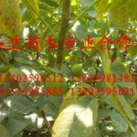 供應山西優(yōu)質核桃苗，山楂苗，花椒苗，柿子苗，蘋果苗
