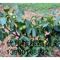 德陽核桃苗，德陽薄殼核桃苗