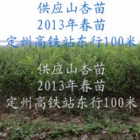 荒山荒坡栽種什么樹----山杏樹，供應(yīng)山杏苗