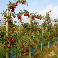 供應(yīng)芭蕾蘋果苗、柱狀蘋果、潤太一號(hào)