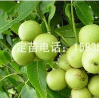 核桃苗，蘋果苗，桃樹苗，山楂苗，梨樹苗，柿子苗，棗樹苗