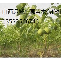 核桃苗出售、2年生成品核桃苗大量供應(yīng)