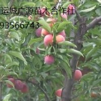 桃樹出售、8-15公分桃樹價(jià)格優(yōu)惠供應(yīng)