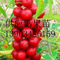 新品種鈣果苗供應(yīng) 咨詢最新鈣果苗價(jià)格