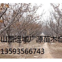 蘋果樹出售、1-15公分蘋果樹低價(jià)供應(yīng)