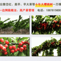 供應一萬棵十年生大櫻桃樹，胸徑10-15公分