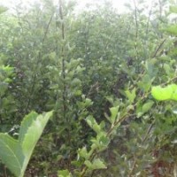 山楂苗產地山楂苗品種山楂苗批發(fā)山楂苗優(yōu)質山楂苗