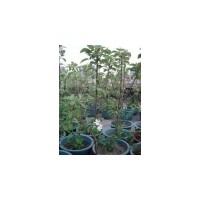 寒富蘋果樹2-6公分一二刀苗寒富接穗