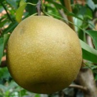 梨苗、日韓砂梨苗、秋月梨苗、梨樹苗