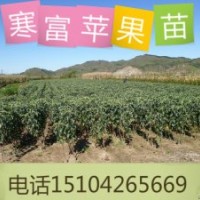 矮化寒富蘋(píng)果苗@矮化寒富蘋(píng)果苗