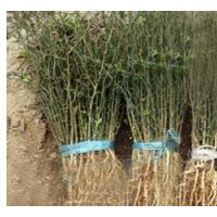 枸橘苗、枸橘樹苗、山東枸橘苗基地