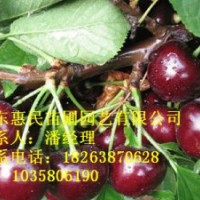 供應(yīng)山東泰安櫻桃樹 0.5-3公分占地用 提供技術(shù)指導(dǎo)