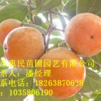 供應(yīng)山東泰安柿子樹苗 0.6-5公分占地用