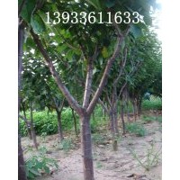 常年低價(jià)供應(yīng)3-8公分大櫻桃樹