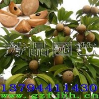 人心果樹苗 人參果苗 人心果苗
