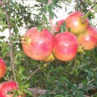 牡丹石榴苗，蒙陽(yáng)紅石榴苗，軟耔石榴苗