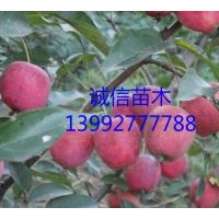 蘋果樹苗