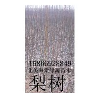 梨樹，梨花海棠