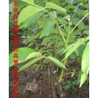 果樹苗基地批發(fā)樹苗