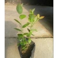 沈陽供應單雙季莓秋福北陸等樹莓藍莓種苗