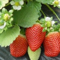 大量批發(fā)草莓苗，成活率高的草莓苗