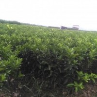 新地育沃柑、東方紅桔、黃金柑、砂糖橘果苗