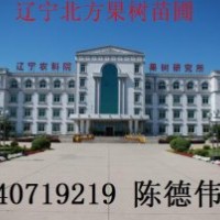 供應大棚葡萄苗