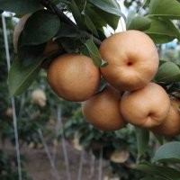 出售梨樹(shù)苗 梨樹(shù)苗價(jià)格 山西梨樹(shù)苗