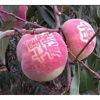 信誠果樹苗木是優(yōu)秀的早熟桃苗生產(chǎn)商，價(jià)位合理的早熟桃苗