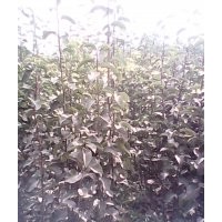 山東臨沂供應紅富士蘋果苗 梨樹苗