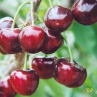 岱紅櫻桃苗