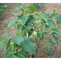 新疆薄殼核桃苗，優(yōu)質(zhì)核桃苗