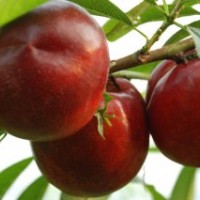 桃苗供應(yīng)商，供麗春油桃苗，早紅寶石油桃苗，迎霜紅迎霜紅