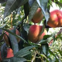 映霜紅桃樹苗
