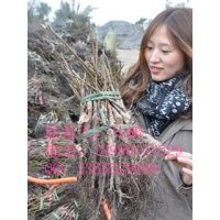 湖南優(yōu)良核桃苗，核桃苗低至0.9元每株起，湖南嫁接核桃苗