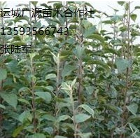3公分蘋(píng)果苗大量出售、3公分蘋(píng)果苗出售
