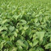 核桃苗山西核桃苗品種純價(jià)格廉核桃實(shí)生苗