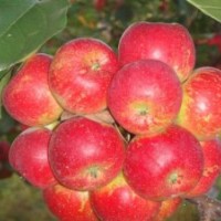 黑龍江龍豐果樹苗，出售牡丹江吉?jiǎng)倮钭用?，雞心果樹苗