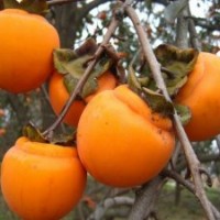 山西柿子苗 優(yōu)質(zhì)高產(chǎn)矮化柿子苗 3--30公分柿子樹(shù)