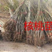 購(gòu)買核桃苗就選綿陽(yáng)久億，綿陽(yáng)核桃苗苗圃上千畝，核桃苗包技術(shù)