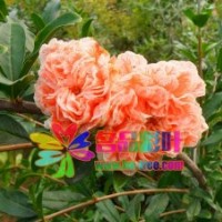 各種花色石榴