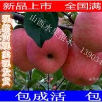 山西蘋果苗價格 蘋果苗批發(fā) 紅富士蘋果苗 矮化蘋果苗