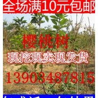 山西櫻桃樹苗價格 櫻桃樹苗批發(fā)報價 黑珍珠櫻桃樹苗