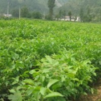 直銷嫁接核桃苗 薄皮核桃苗 掛果多優(yōu)質核桃苗