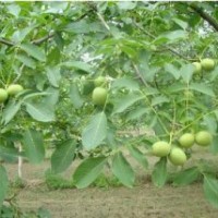 專業(yè)供應(yīng)核桃樹苗 紙皮核桃樹苗 基地長(zhǎng)期供應(yīng)8518核桃苗 掛果多
