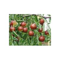 占地苗桃樹(shù)紅棗大小苗大量清場(chǎng)